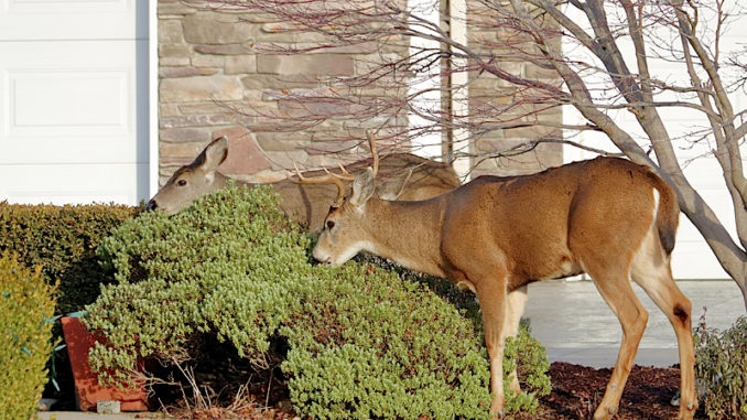 Deer eating shrubs.jpg